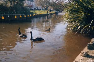 Swans at Dawlish Water