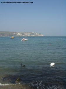Swans at Swanage